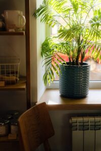 Create a Relaxing Home with Natural Light and Indoor Plants
